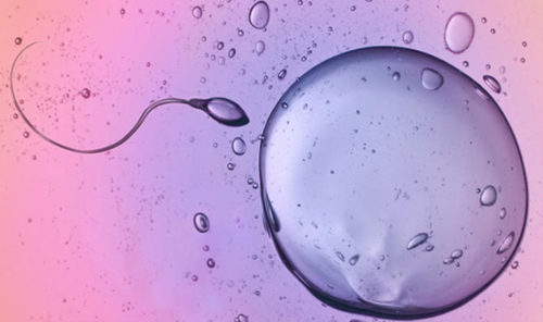 Eisprung berechnen: Wann sind meine fruchtbaren Tage?